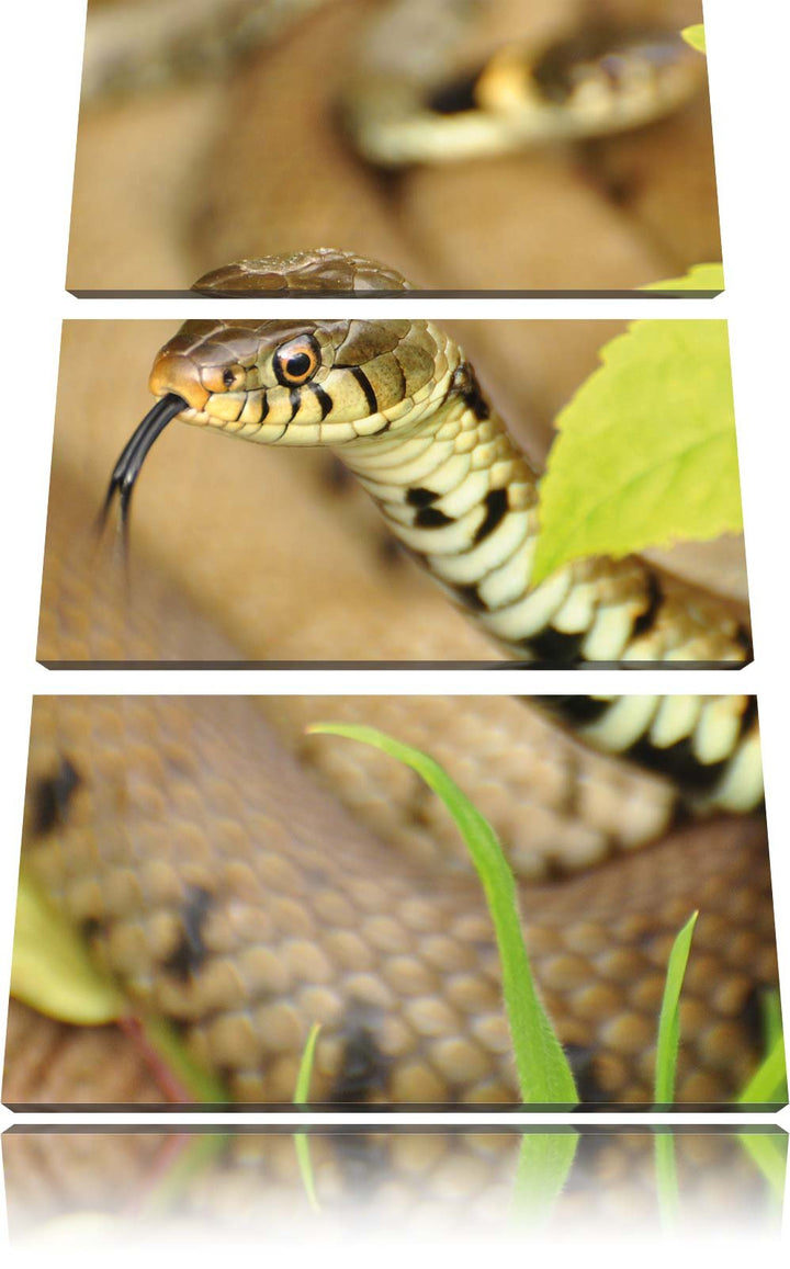 Pixxprint beeindruckende Schlange 3-Teiler Leinwandbild 120x80 Bild auf Leinwand