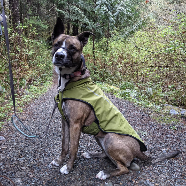 Mile High Life Hunderegenmantel Einstellbare wasserdichte Haustierkleidung Leichte Regenjacke mit re
