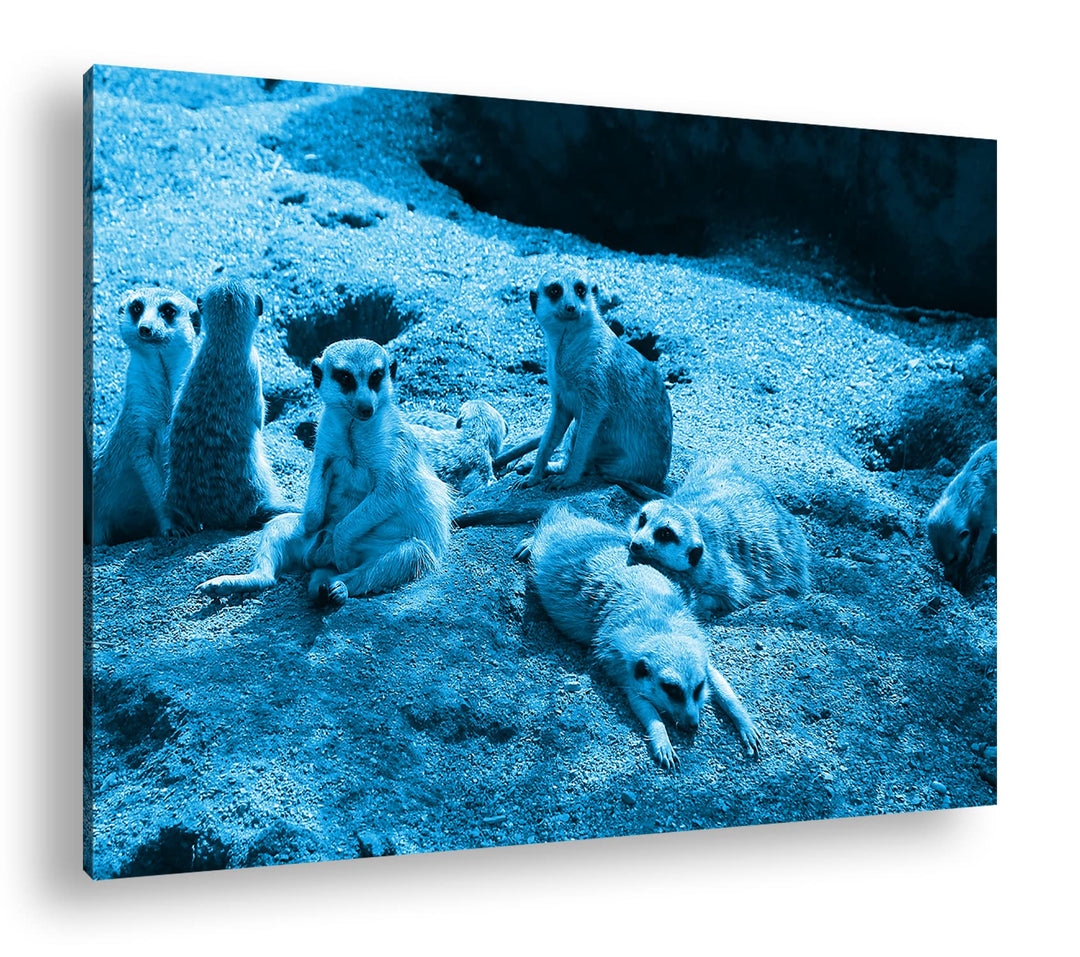 deyoli niedliche Erdmännchen Familie Format 80x60 Effekt: Monocrome Blau als Leinwandbild, Motiv fer