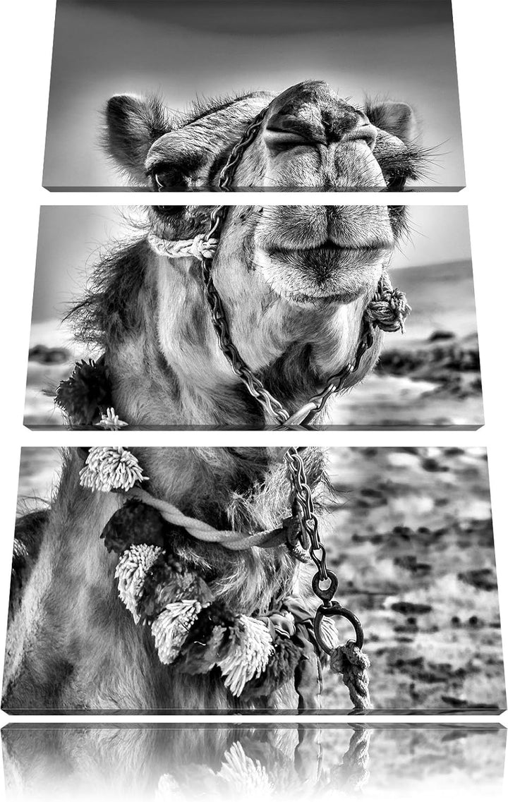 Pixxprint Lustiges Kamel in Wüste als Leinwandbild/Grösse: 3 Teilig (120x80) cm/Wandbild/Kunstdruck/