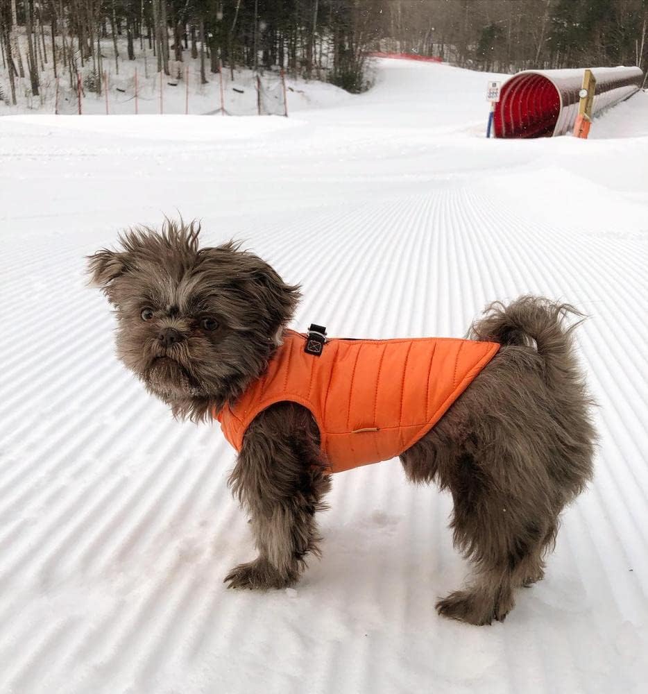 Gooby Puffer Hundeweste – Orange, XSmall – Ultra Dünn Wasserabweisend Reissverschluss Hundejacke mit