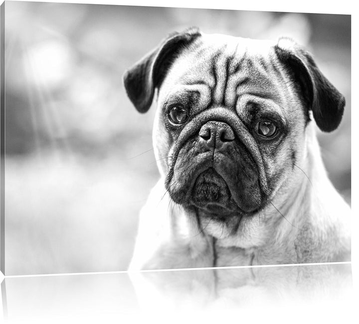 Mopsporträt Kunst B&W, Format: 100x70 auf Leinwand, XXL riesige Bilder fertig gerahmt mit Keilrahmen