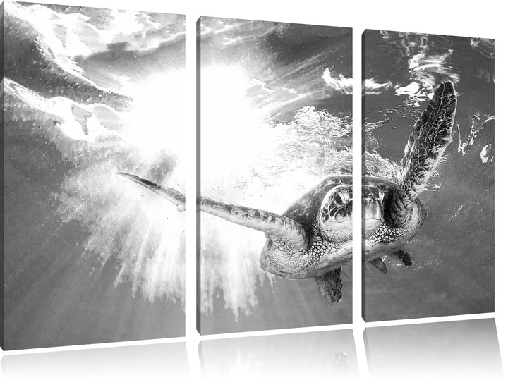 Pixxprint Grüne Meeresschildkröte Kunst B&W als Leinwandbild/Grösse: 3Teilig (120x80) / Wandbild/Kun