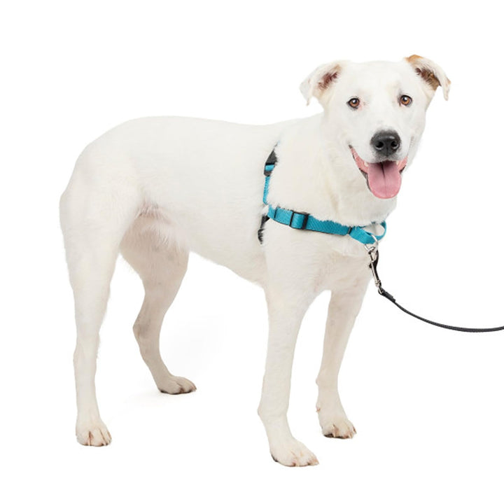 PetSafe Easy Walk Deluxe Geschirr, Gehgeschirr ohne Zug für Hunde, gepolstertes Design, inkl. 1,8 m