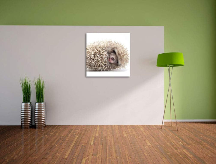 Pixxprint Kleiner niedlicher Baby Igel als Leinwandbild/Grösse: 70x70 cm/Wandbild/Kunstdruck/fertig