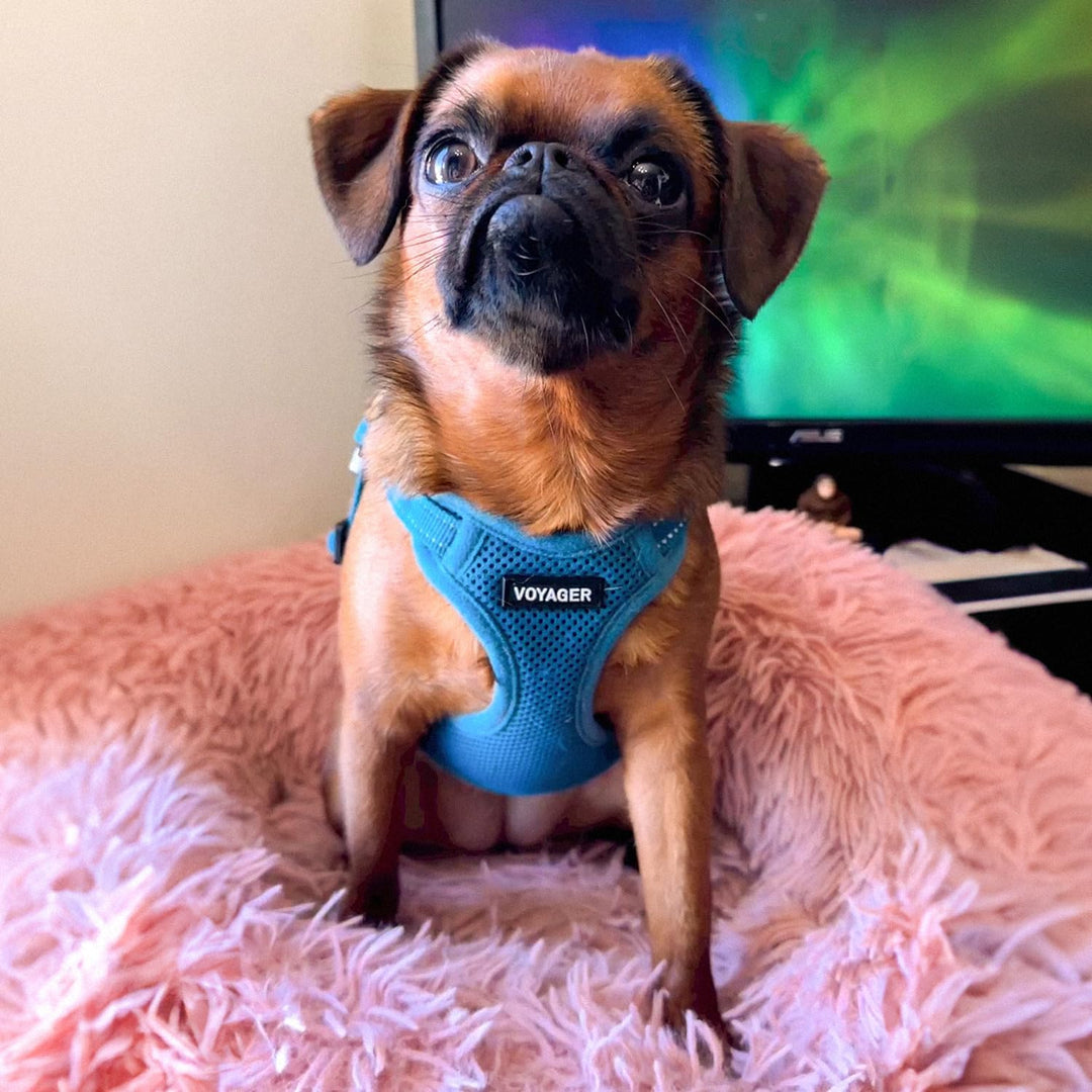 Voyager Verstellbares Hundegeschirr mit Reflektorstreifen by Best Pet Supplies - Strapazierfähige Ga