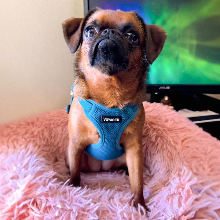 Voyager Verstellbares Hundegeschirr mit Reflektorstreifen by Best Pet Supplies - Strapazierfähige Ga