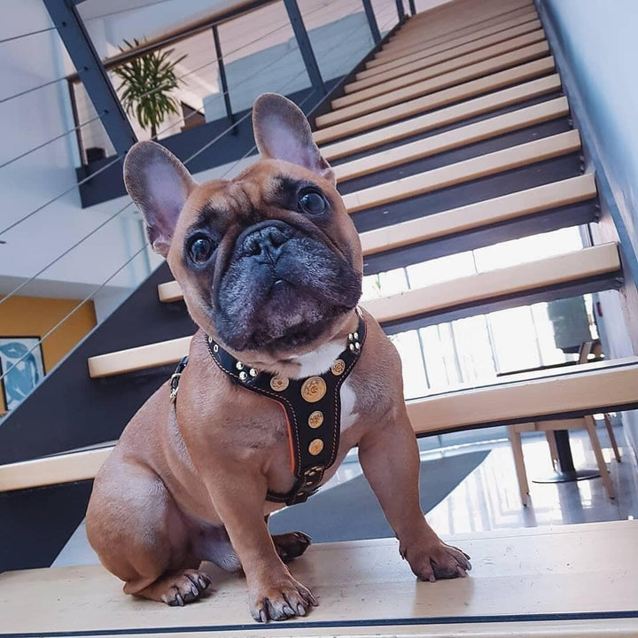 Bestia ''Bijou'' Leder Brustgeschirr für Kleine bis Mittelgrosse Hunde. 100% Leder. Handgefertigt. T