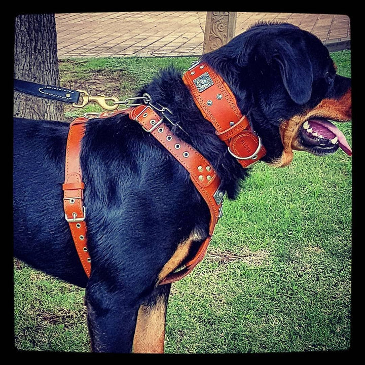 Bestia |EROS| Leder Brustgeschirr für grosse Hunde. Bis 145 cm Brustumfang. 100% Leder. Handgefertig