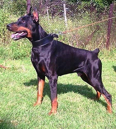 Bestia Echtleder Hundehalsband mit weicher Leder Innenpolsterung. 6,5 cm breit. Passfit. 100% Echtle