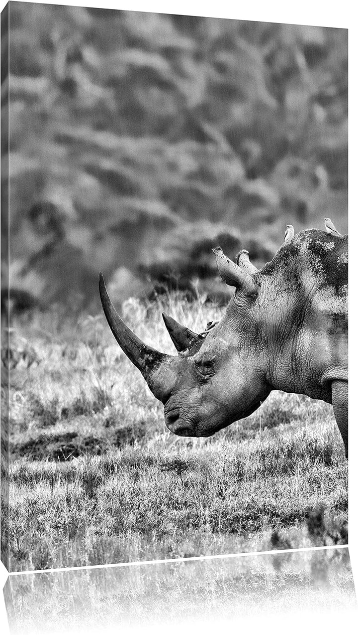 Pixxprint grosses Nashorn in der Savanne / 100x70cm Leinwandbild bespannt auf Holzrahmen/Wandbild Ku