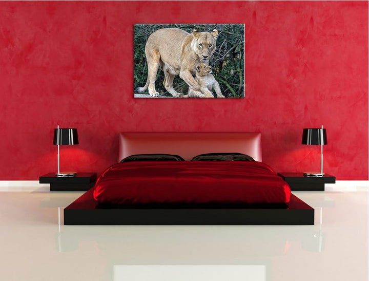 Pixxprint Löwin spielt mit Jungtier auf Leinwand, XXL riesige Bilder fertig gerahmt mit Keilrahmen,