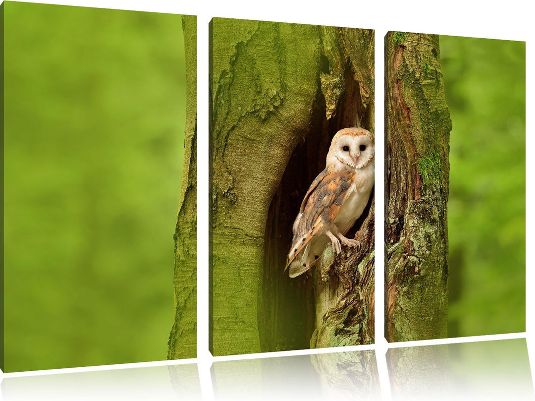 Pixxprint Schleiereule in der Baumhöhle 3-Teiler Leinwandbild 120x80 Bild auf Leinwand