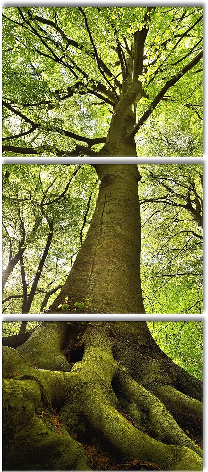 Pixxprint Riesiger Baum im Dschungel als XXL Leinwandbild in Übergrösse 180x80cm Gesamtmass 3 teilig