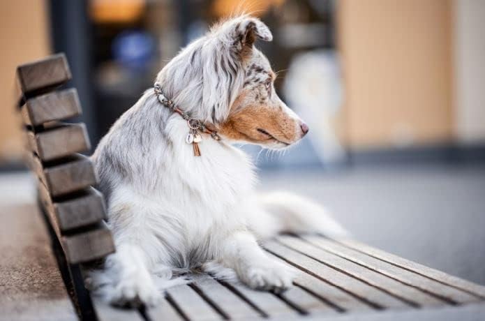EM-Keramik Kette *Gipsymee* Dalma Tina - edles Tau Schmuckhalsband für Hunde - Schwarz, Champagner u