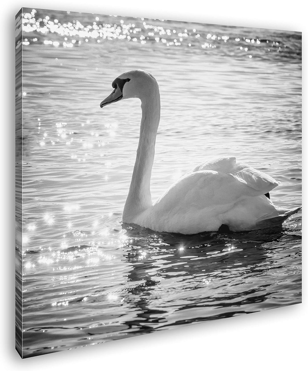 deyoli eleganter Schwan Format: 60x60 Effekt: Schwarz&Weiss als Leinwandbild, Motiv fertig gerahmt a