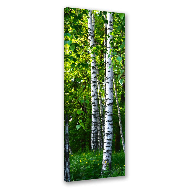 Febby Vlies Leinwandbild XXL Birke Gras Blätter 50x150 cm Wandbild Kunst Bilder Schlafzimmer Deko Wo