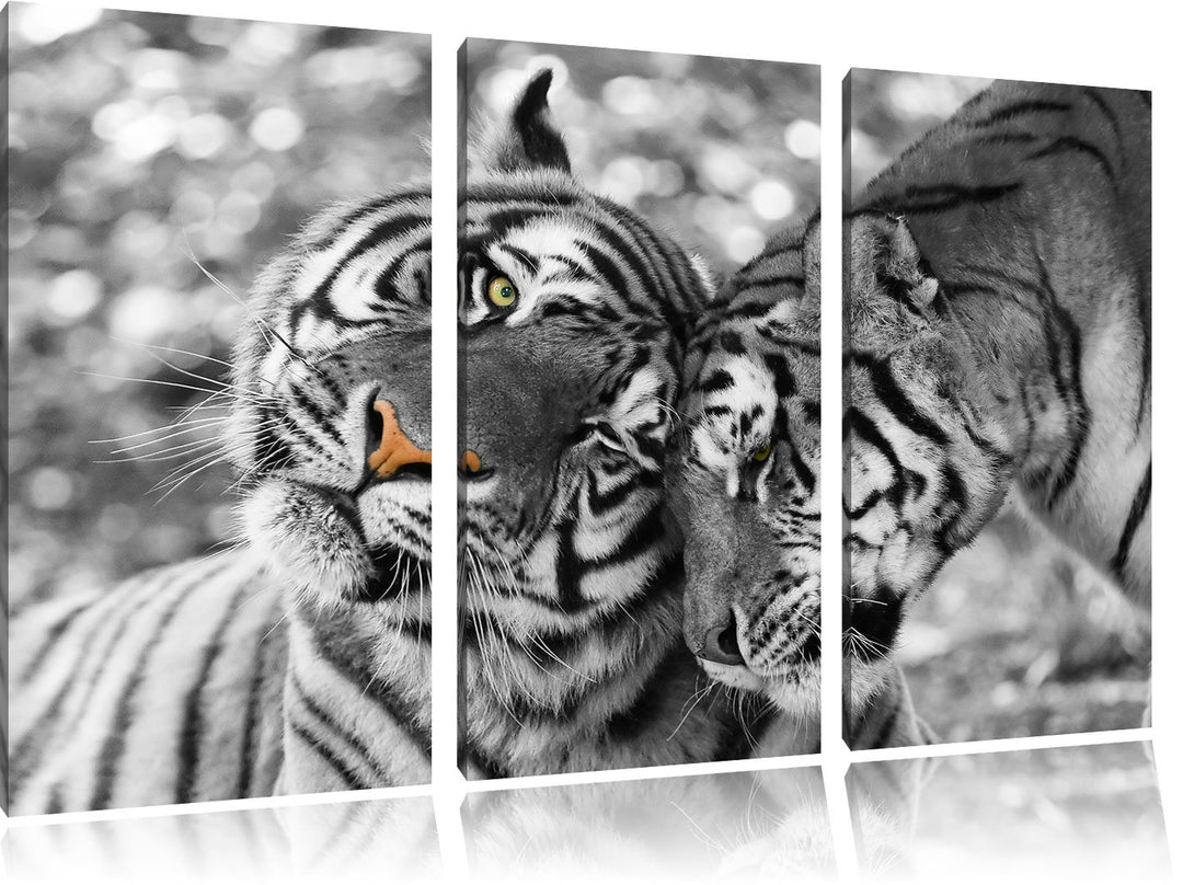 Pixxprint Zwei liebkosende Tiger als Leinwandbild/Grösse: 3 Teilig (120x80) cm/Wandbild/Kunstdruck/f