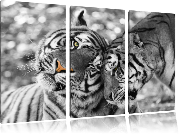 Pixxprint Zwei liebkosende Tiger als Leinwandbild/Grösse: 3 Teilig (120x80) cm/Wandbild/Kunstdruck/f