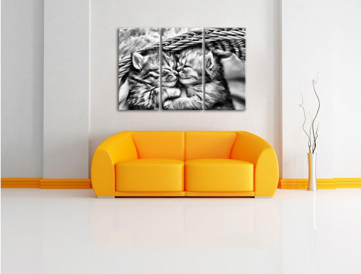Pixxprint Baby Katze als Leinwandbild/Grösse: 3 Teilig (120x80) cm/Wandbild/Kunstdruck/fertig bespan