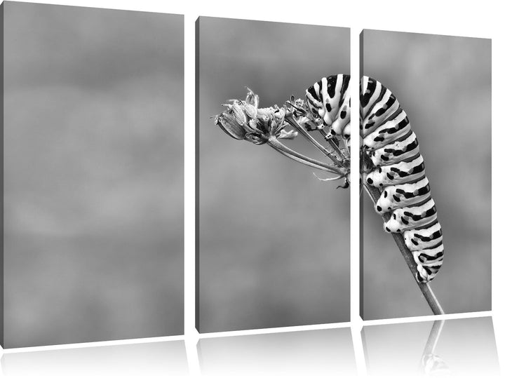 Pixxprint Monocrome, Grüne Raupe auf AST Insekten Urwald Tiere 3-Teiler Leinwandbild 120x80 Bild auf
