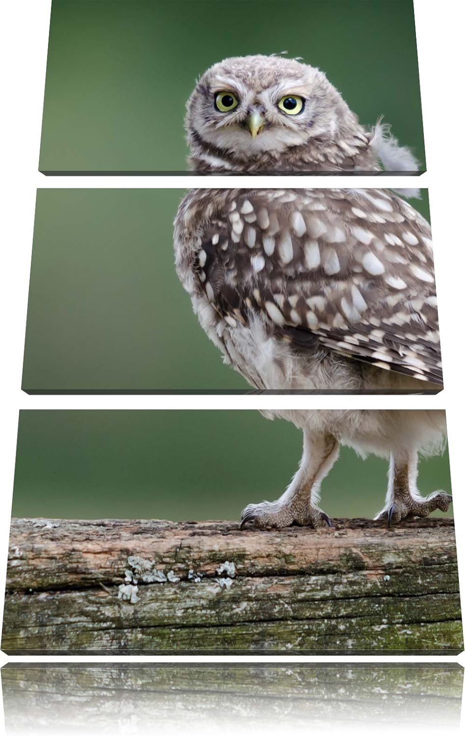 Pixxprint Kleine Eule auf Baum als Leinwandbild/Grösse: 3 Teilig (120x80) cm/Wandbild/Kunstdruck/fer
