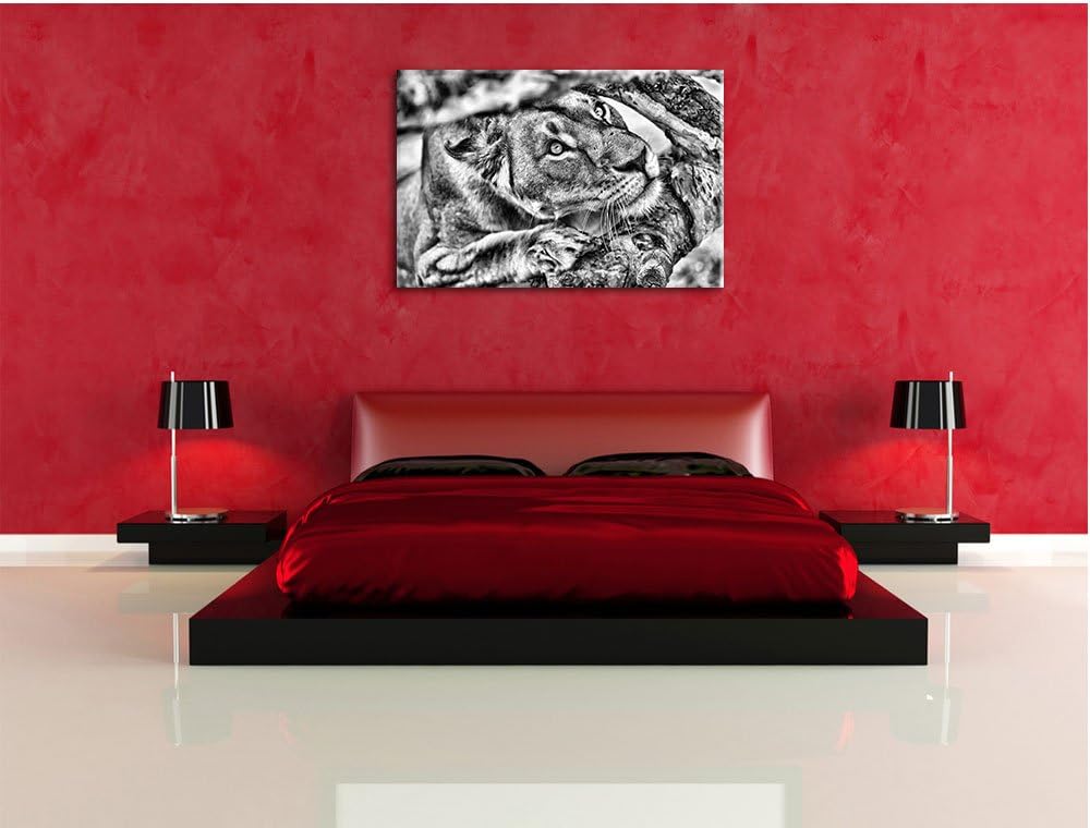 Pixxprint anpirschende Löwin als Leinwandbild/Grösse: 100x70 cm/Wandbild/Kunstdruck/fertig bespannt,