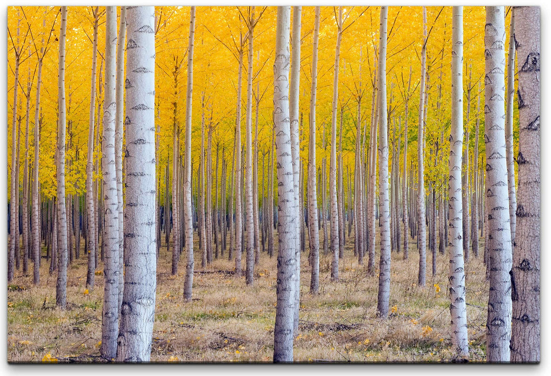 bestforhome 90x60cm Leinwandbild Birkenwald im Herbst mit gelben Blättern Leinwand auf Holzrahmen 60