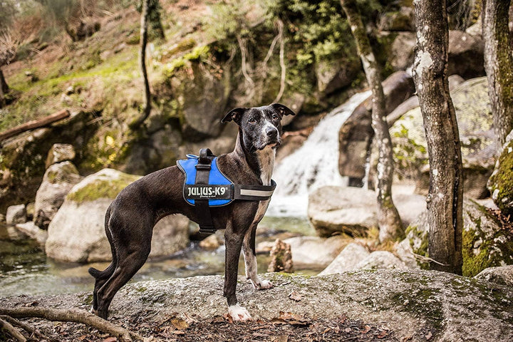 K9 Powergeschirr, Grösse: XL/2, Blau XL/2 Blau, XL/2 Blau