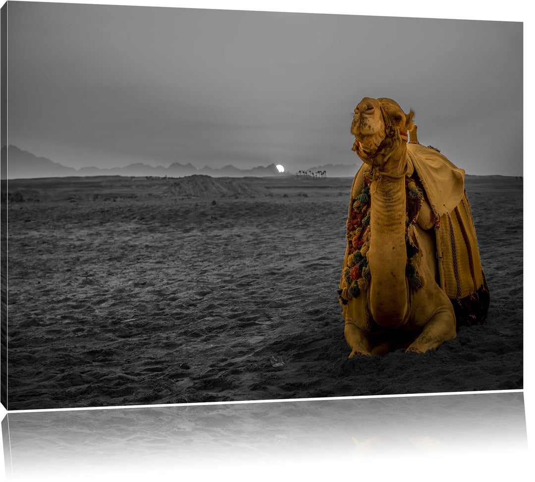 Pixxprint Kamel in Wüste bei Sonnenaufgang als Leinwandbild/Grösse: 100x70 cm/Wandbild/Kunstdruck/fe