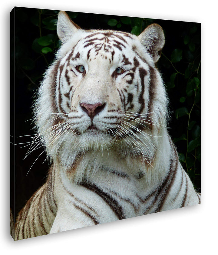 deyoli majestätischer Tiger im Format: 60x60 als Leinwandbild, Motiv fertig gerahmt auf Echtholzrahm
