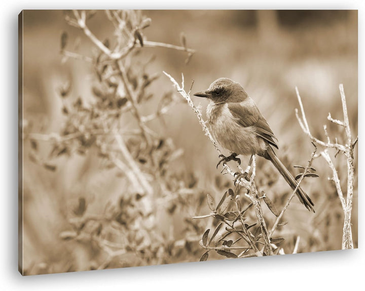 deyoli ein Florida Scrub Jay Format: 100x70 Effekt: Sepia als Leinwand, Motiv fertig gerahmt auf Ech