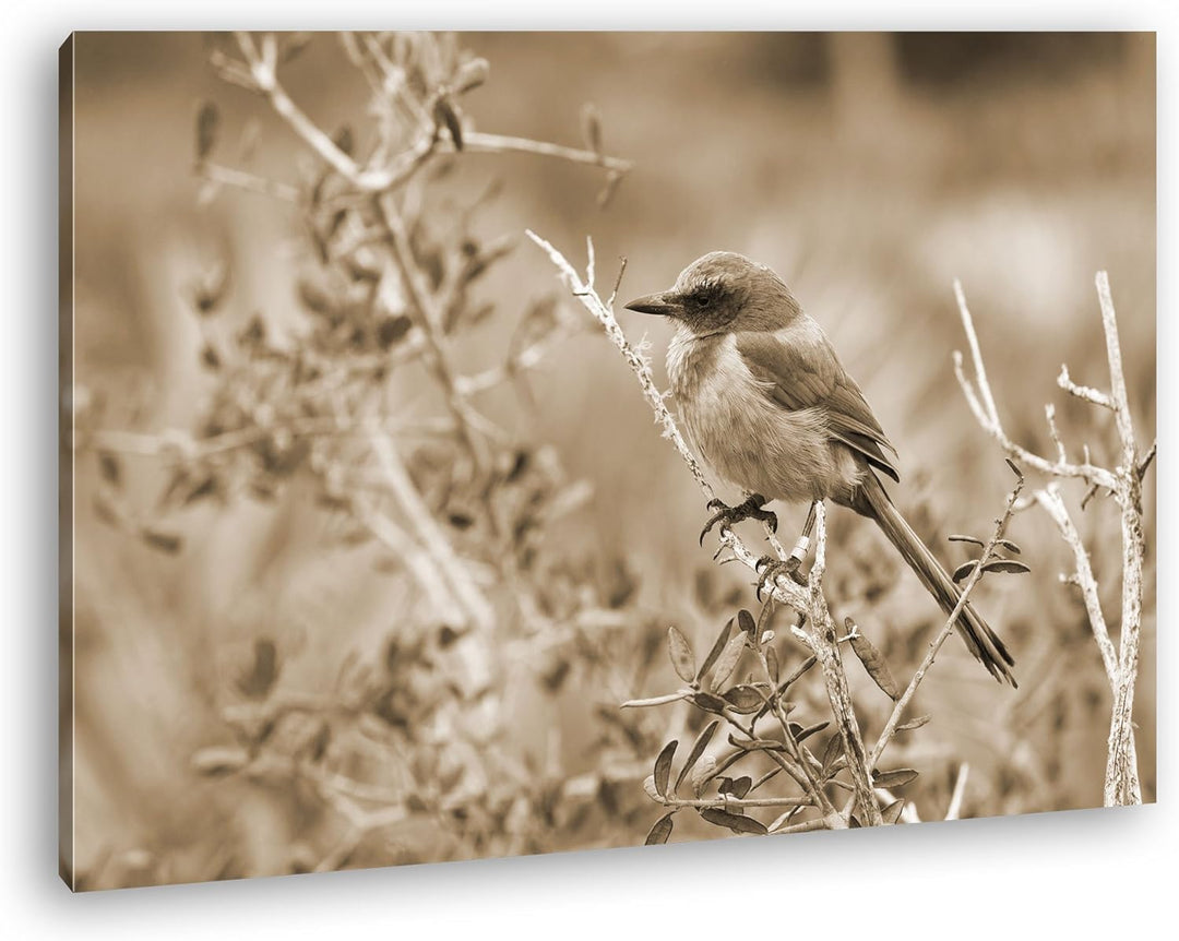 deyoli ein Florida Scrub Jay Format: 100x70 Effekt: Sepia als Leinwand, Motiv fertig gerahmt auf Ech
