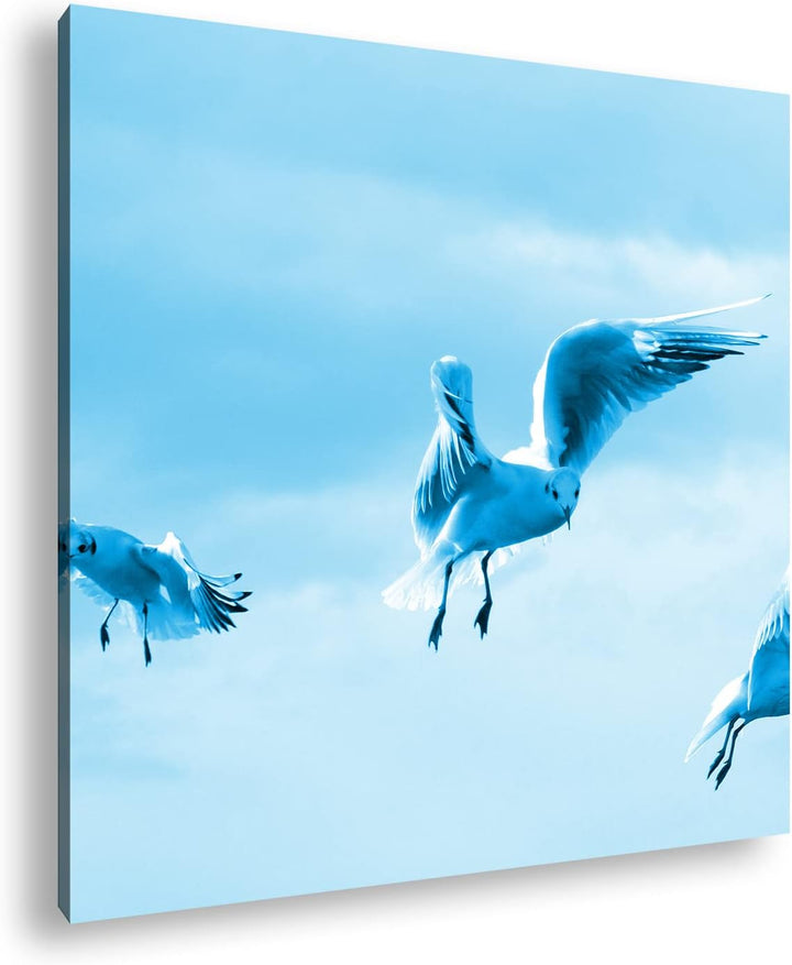 deyoli in Freiheit Fliegende Möwen Format: 70x70 Effekt: Monocrome Blau als Leinwandbild, Motiv fert