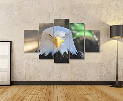 islandburner Bild Bilder auf Leinwand Adler Weisskopfseeadler USA Symbol MF XXL Poster Leinwandbild