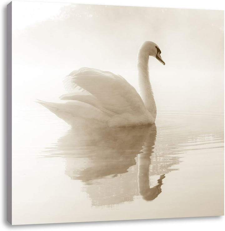 Pixxprint weisser Schwan im Morgennebel, Format: 70x70 auf Leinwand, 70x70