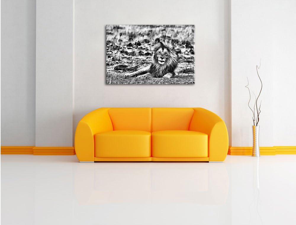 Pixxprint Monocrome, prächtige Löwe in der Savanne, Format: 100x70 auf Leinwand, riesige Bilder fert