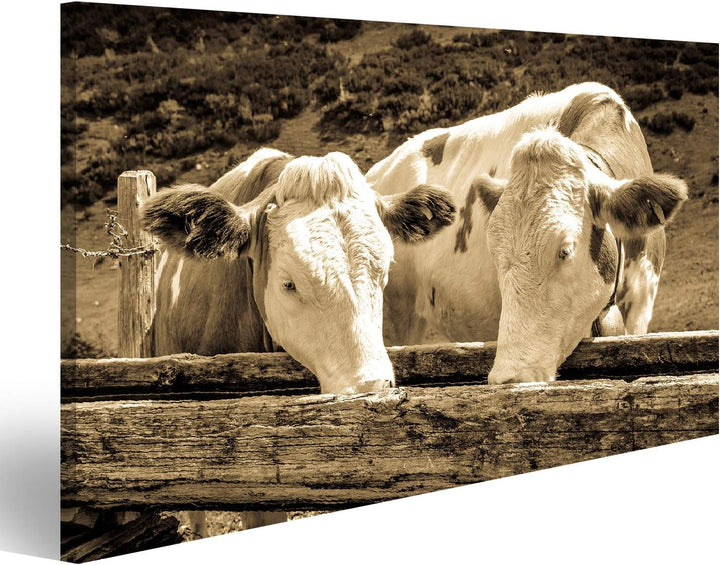 islandburner Bild auf Leinwand Kühe In Den Europäischen Alpen Foto Wandbild Poster Kunstdruck Bilder