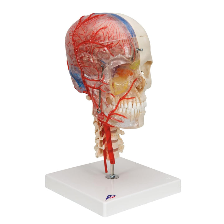 3B Scientific Menschliche Anatomie - Systemschädelmodell, 7-tlg.