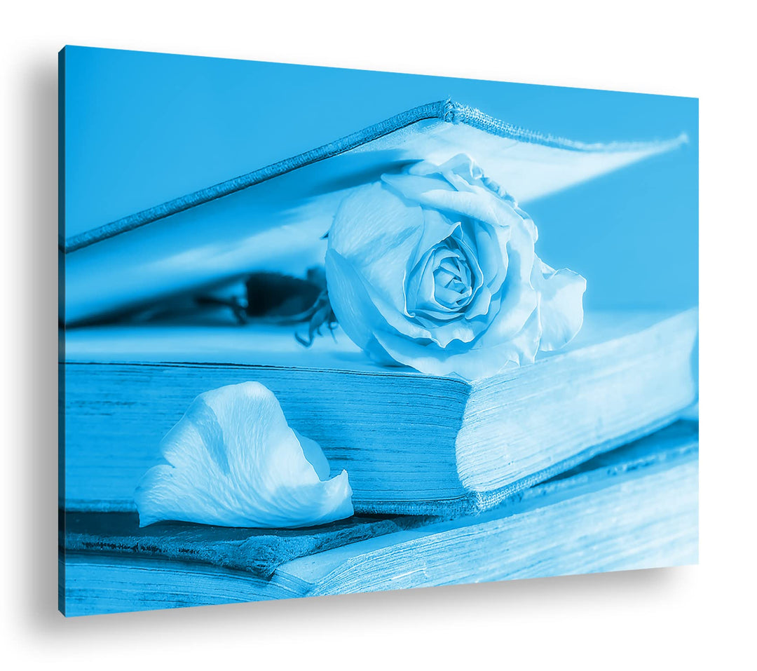 deyoli weisse Rose im Buch Format: 60x40 Effekt: Monocrome Blau als Leinwand, Motiv fertig gerahmt a
