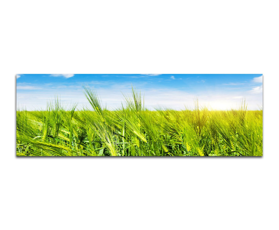 Paul Sinus Art Panoramabild auf Leinwand und Keilrahmen 150x50cm Kornfeld Sommer Sonnenlicht Himmel