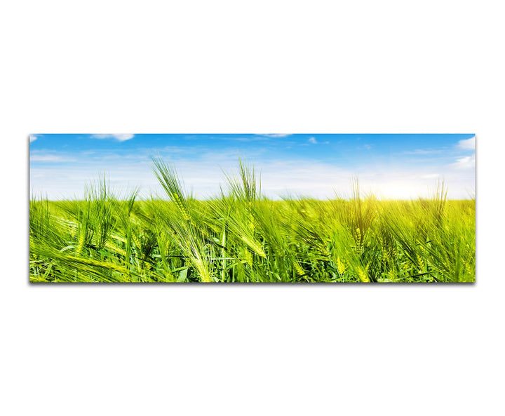 Paul Sinus Art Panoramabild auf Leinwand und Keilrahmen 150x50cm Kornfeld Sommer Sonnenlicht Himmel
