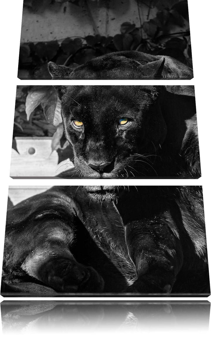 Pixxprint schwarzer Panther als Leinwandbild/Grösse: 3 Teilig (120x80) cm/Wandbild/Kunstdruck/fertig