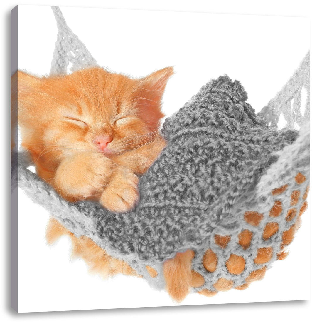 Pixxprint Katzenbaby in Hängematte als Leinwandbild Quadratisch/Grösse: 70x70 / Wandbild/Kunstdruck/