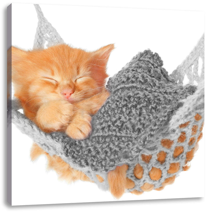 Pixxprint Katzenbaby in Hängematte als Leinwandbild Quadratisch/Grösse: 70x70 / Wandbild/Kunstdruck/