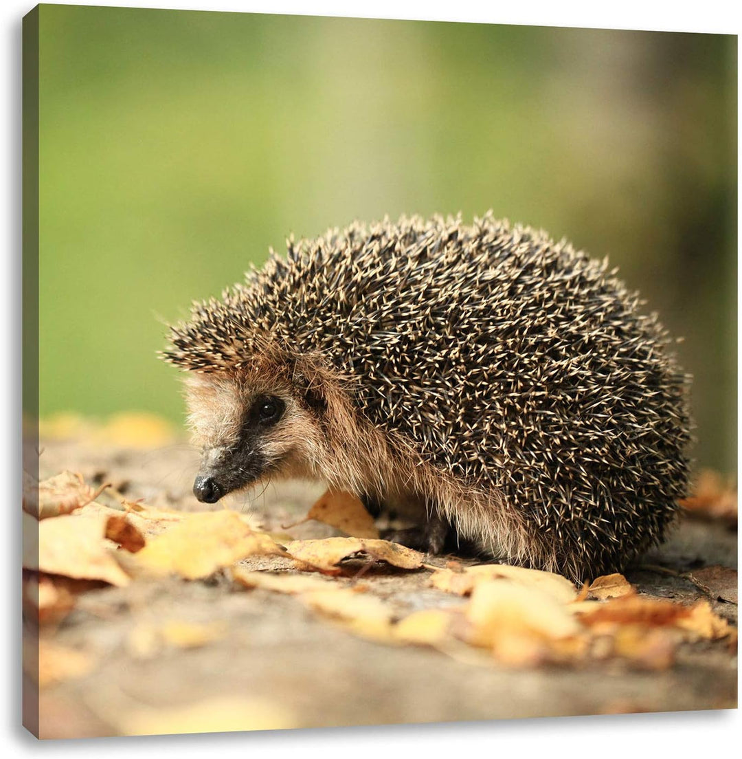 Pixxprint Igel im Laub, Format: 70x70 auf Leinwand, XXL riesige Bilder fertig gerahmt mit Keilrahmen