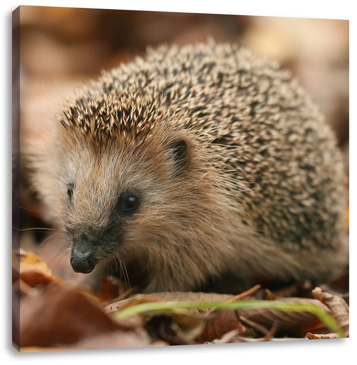 Pixxprint Kleiner Igel, Format: 70x70 auf Leinwand, XXL riesige Bilder fertig gerahmt mit Keilrahmen