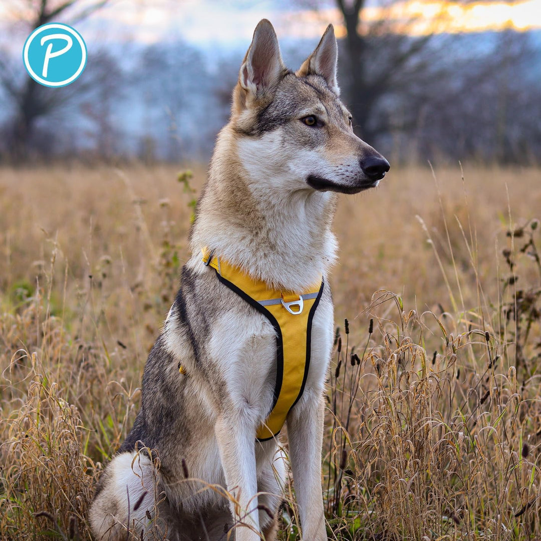 Petlando Hundegeschirr Outdoor – stark reflektierend, gepolstert, atmungsaktiv, robust, stufenlos ve