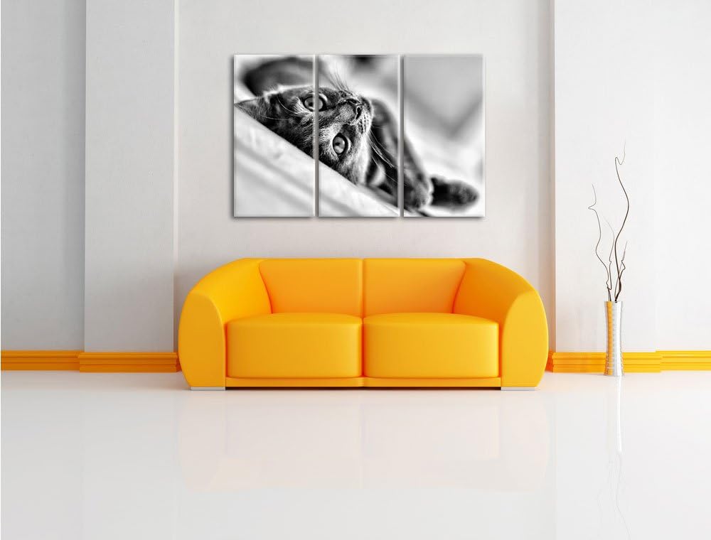 Pixxprint Monocrome, Niedliche Katze liegt im Bett 3-Teiler Leinwandbild 120x80 Bild auf Leinwand