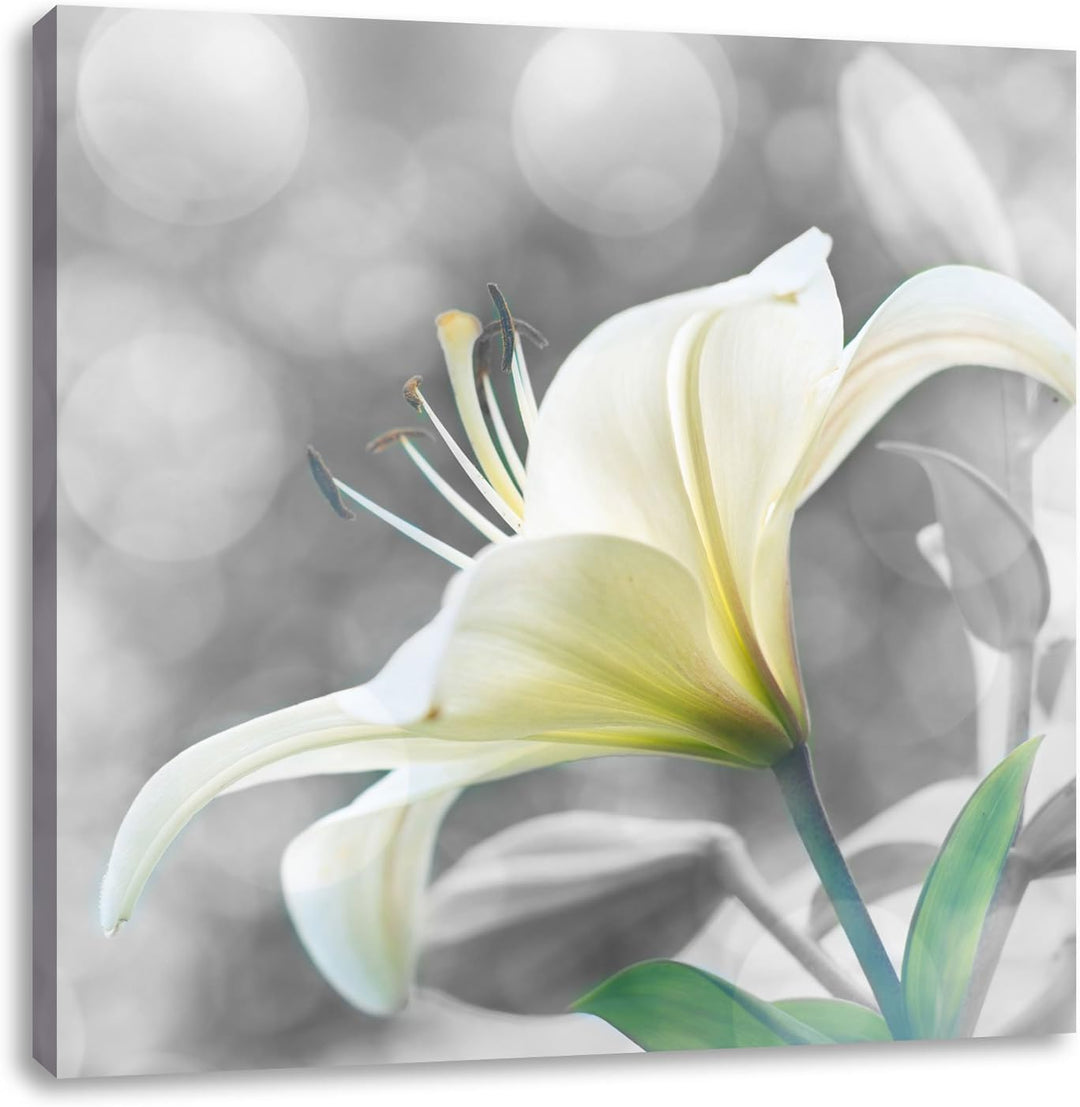 Pixxprint Bezaubernde Lilie schwarz/weiss, Format: 70x70 auf Leinwand, 70x70